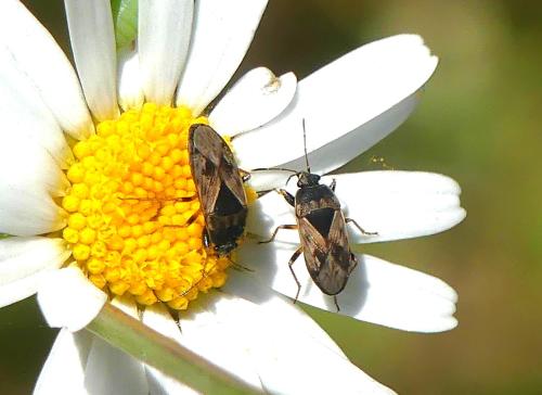 Réf. 324 165 : Trapezonotus ullrichi